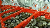 Shrimp exports witness robust growth in FTA markets