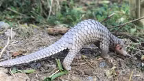 Endangered animal released into Cu Lao Cham special-use forest
