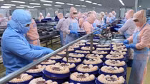 Export enterprises should be flexible in trade promotion methods