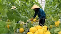 Nine global agritech entrepreneurs supported to scale solutions in Vietnam