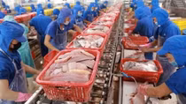 Aquatic product exports drop strongly in first half of August