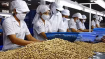 Vietnamese cashew nuts increase market share in US