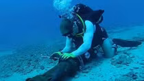 AAG undersea cable fixed, restoring internet speed in Vietnam