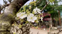 Mountain flowers blossoming in Hanoi capital