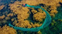 Vietnamese entrant wins first prize at international photo contest