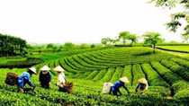 Vietnam remains seventh largest tea supplier to US