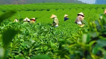 Market share of Vietnamese tea increases in Australia