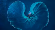Local photographer wins silver at “Smile World” international awards