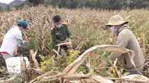 Local police help pandemic-hit residents harvest crops