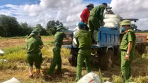 Police officers in Quang Tri help local people harvest agricultural crops