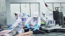 Multi-million-dollar tuna auctions to debut in Vietnam