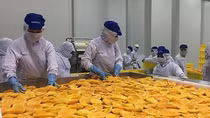 Russia increases imports of processed fruit, vegetables from Vietnam