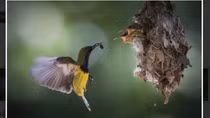 Vietnamese entrant claims gold at international photo contest