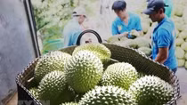 Vietnam sees opportunities to promote fruit, vegetable exports
