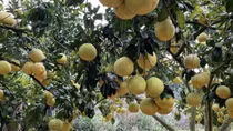 Vietnamese pomelo likely to be exported to Australia