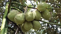 Thailand becomes Vietnam's second largest durian importer