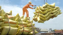 Rice exports to set record turnover of 5 billion USD in 2024
