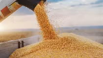 Vietnam spends over US$1 billion importing wheat in eight months
