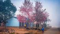 Cherry-like apricot blossoms brighten Lang Biang plateau