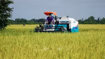 Vietnam, WB look to reduce emissions in rice cultivation
