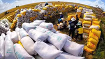 Philippines remains Vietnam’s biggest rice importer