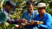 Dong Thap exports 15 tons of frozen lotus roots to Japan