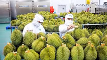 Durian exports gross US$253 million in first quarter