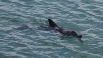 Dolphins spotted multiple times around Co To island