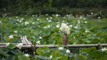 Check out charming white lotus pond near Ha Noi