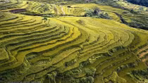 Peaceful charm of Mien Doi terraced rice fields
