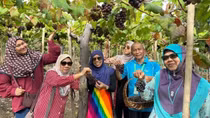 Ninh Thuan to host "Grape - Wine festival" in June