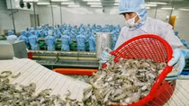 Vietnamese shrimp products hold highest market share in RoK