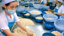 Cashew nut exports projected to enjoy robust growth in subsequent months