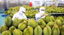 Vietnam's agriculture conquers world markets