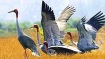 Dong Thap rolls out measures to develop red-headed crane population