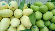 Vietnam ranks third in exporting mango to RoK