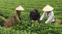 Tea exports record double-digit growth in 2022