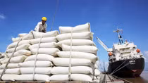 Vietnam exports over 4.48 million tons of rice in seven months
