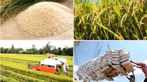 Vietnam’s rice and coffee acutely vulnerable from El Nino: HSBC economists