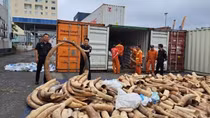 Record haul of smuggled ivory seized in northern port city
