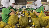 Vietnamese businesses to improve quality of products to fully tap Chinese market