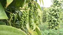 Pepper exports hit US$498 million in H1