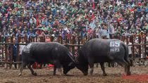 Hai Luu buffalo fighting festival thrills spectators