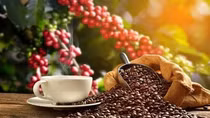 Vietnam becomes Spain's largest coffee supplier