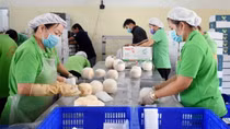 Vietnamese natural fresh dehusked coconuts get green light to enter US market