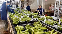 Positive outlook for fresh banana exports to Japan