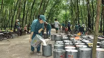 China remains largest consumer of Vietnamese rubber
