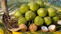 Coconut exports likely to reach US$1 billion this year