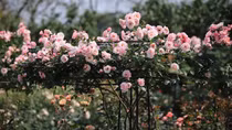 Unique rose garden in Hanoi's suburb