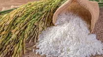 Ten containers of Vietnamese ST25 rice exported to Vanuatu